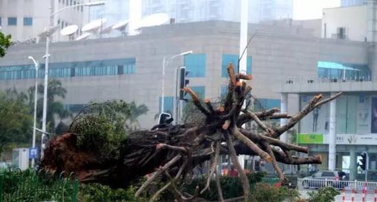 　　图2 倒伏的大树，根据建筑物的崭新程度和周边的环境判断，这株大树极可能是移植的老树。来源：中新网