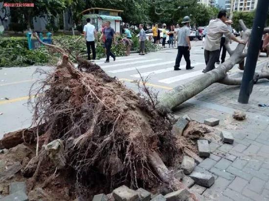 　　图3. 注意这株倒伏的树木的根盘大小，树木的根系往往能延展到树冠滴水线之外，但这里的根系和种植穴大小近似，显示出其受到的抑制。来源：台海网