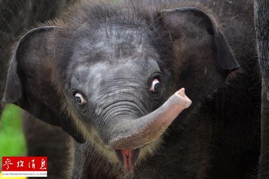 资料图：一头新生亚洲象。