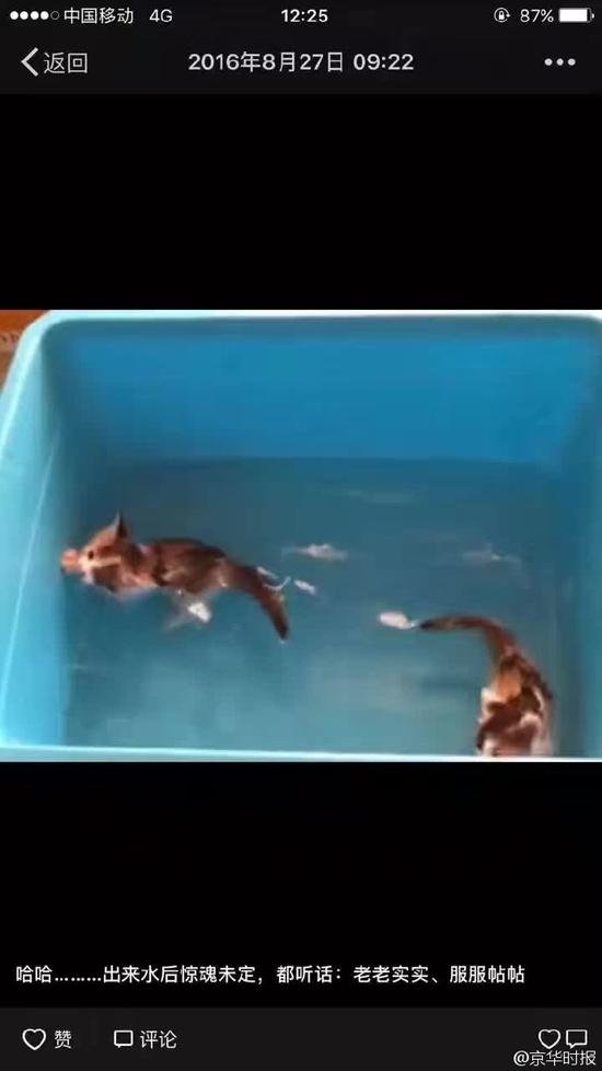 网曝北京某学校收发室工作人员疯狂虐猫 多只猫被“五花大绑”