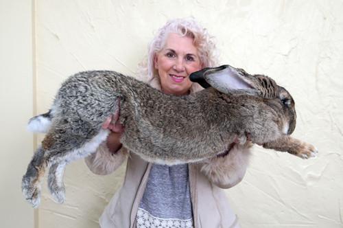 世界上最大的兔子吓人图片