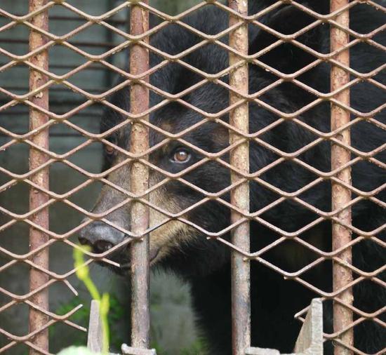 圈养黑熊绝育:韩国迈出退出熊胆业重要一步