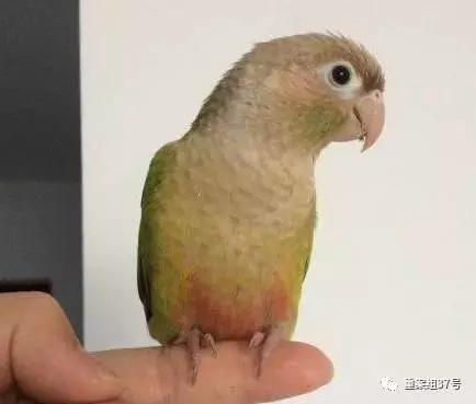 小太阳鹦鹉:上图为绿颊"小太阳",中图为凤梨"小太阳",下图为肉桂"小
