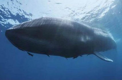 17岁学生组织蓝鲸游戏涉宣扬极端主义罪被刑拘