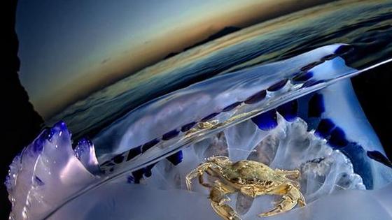 意大利“无赖”螃蟹强搭水母便车 有吃有喝惬意畅游大海