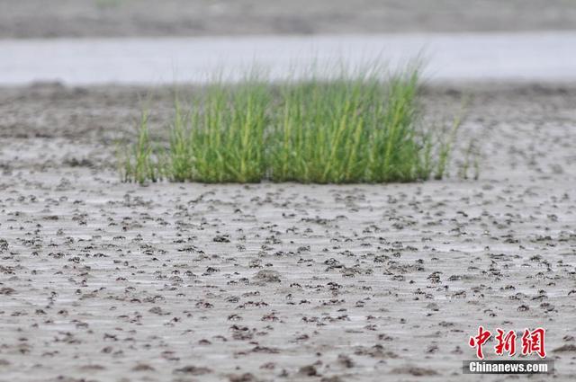 青岛上亿螃蟹横行入海口
