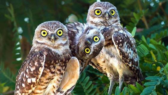 猫头鹰拍照玩心机 歪脖抢镜