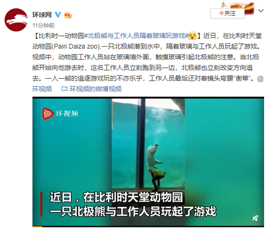 比利时一动物园北极熊与工作人员隔着玻璃玩游