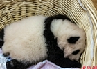 襁褓中的熊猫宝宝