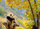 大熊猫乐享金秋