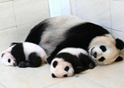 熊猫双胞胎百日照