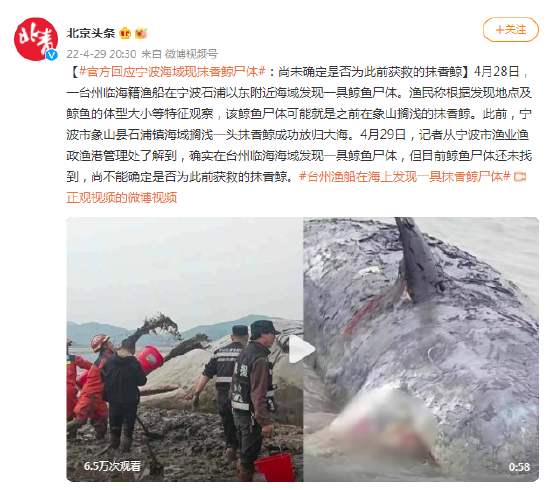 官方回应宁波海域现抹香鲸尸体：尚未确定是否为此前获救的抹香鲸