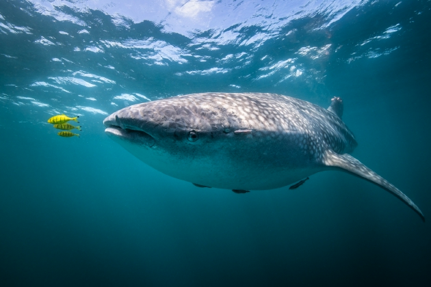 探索蓝色星球极地之下的秘密