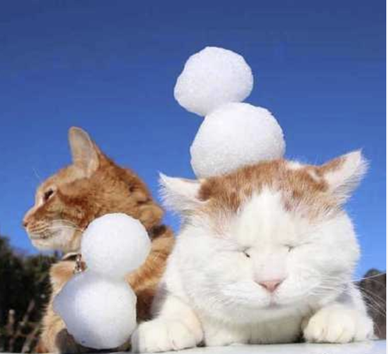 日本网红猫咪“猫叔”去世 曾因头顶万物风靡网