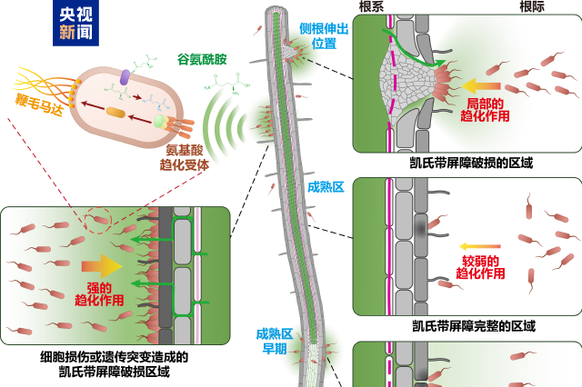微生物如何在植物根系“安家”？中外科学家绘制“定居地图”