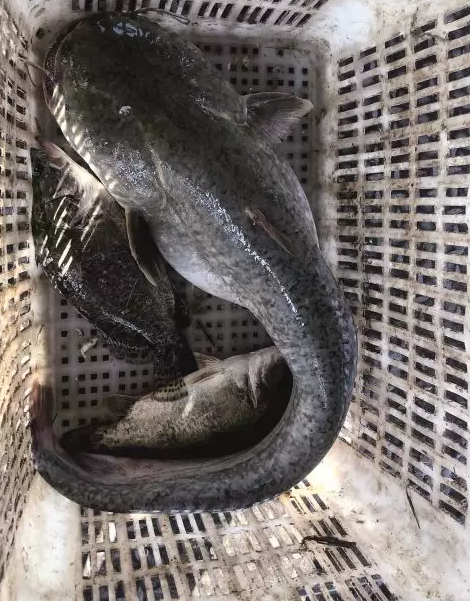 一条个头很大的鲶鱼刚被鱼贩子收上来，重十多斤。1990年代以来，鄱阳湖的渔业资源逐年下降，现在已经很少能打到这么大的鱼。摄影/本刊记者 霍思伊
