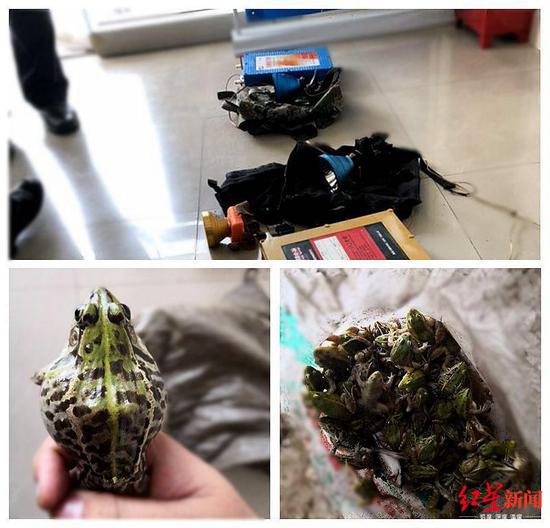 抓捕的青蛙和工具