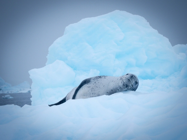海豹躺在"冰榻"上休息.受访者供图