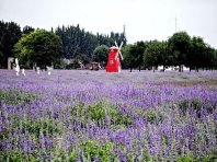  Eden in Purple Valley by Yongding River: a hundred mu sea of purple flowers rising with the wind