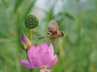  Dance with Lotus! Rare bird, Brucea javanica, appears in Daxing, Beijing