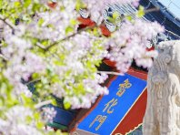 北京：智化寺梨花盛开