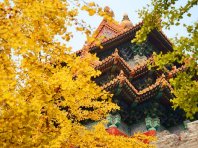 故宫西华门银杏