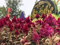 北京：“我们的祖国是花园”巨型花坛花团锦簇