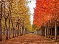 北京：彩叶林进入最佳观赏期