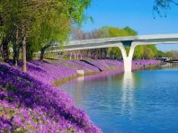 春满京城 | 坝河滨水空间二月兰盛开