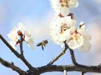 北京左安门角楼：山桃映古建