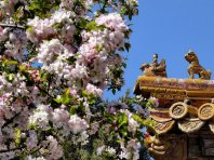 故宫文华殿海棠盛放 迎来最佳观赏期