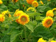 北京七孔桥花海主题公园金翅菊盛放