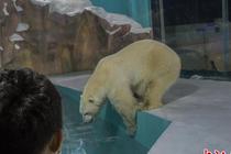 哈尔滨北极熊酒店