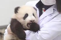 大熊猫幼崽萌照