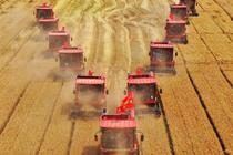 河北小麦开镰收割