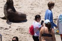 加州旅游业复苏