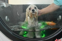 宠物店消暑服务