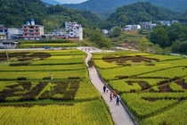 四川平武金色稻田