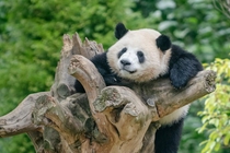 大熊猫的幸福生活