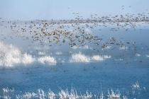 大漠湿地候鸟飞