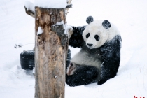 大熊猫雪中玩耍