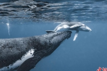 鲸宝宝与母亲互动