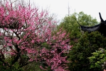 西湖梅花竞相开放