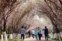 昆明樱花海棠齐放