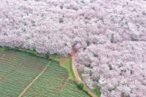 贵州万亩樱花园