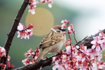 春分时节赏风光