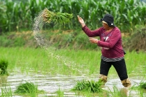 小满将至农事忙