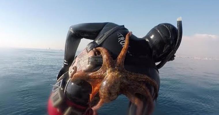 视频男子下海潜水浮上水面时背后紧紧黏住一只大章鱼