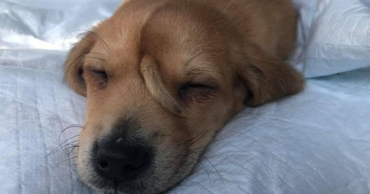 视频-史上最酷狗 小狗额头中间长出一条尾巴