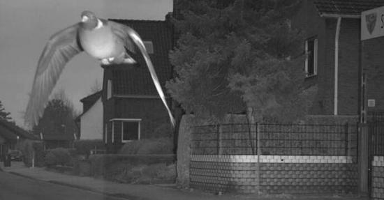 “超速”鸽子 图源：博霍尔特市推特账号